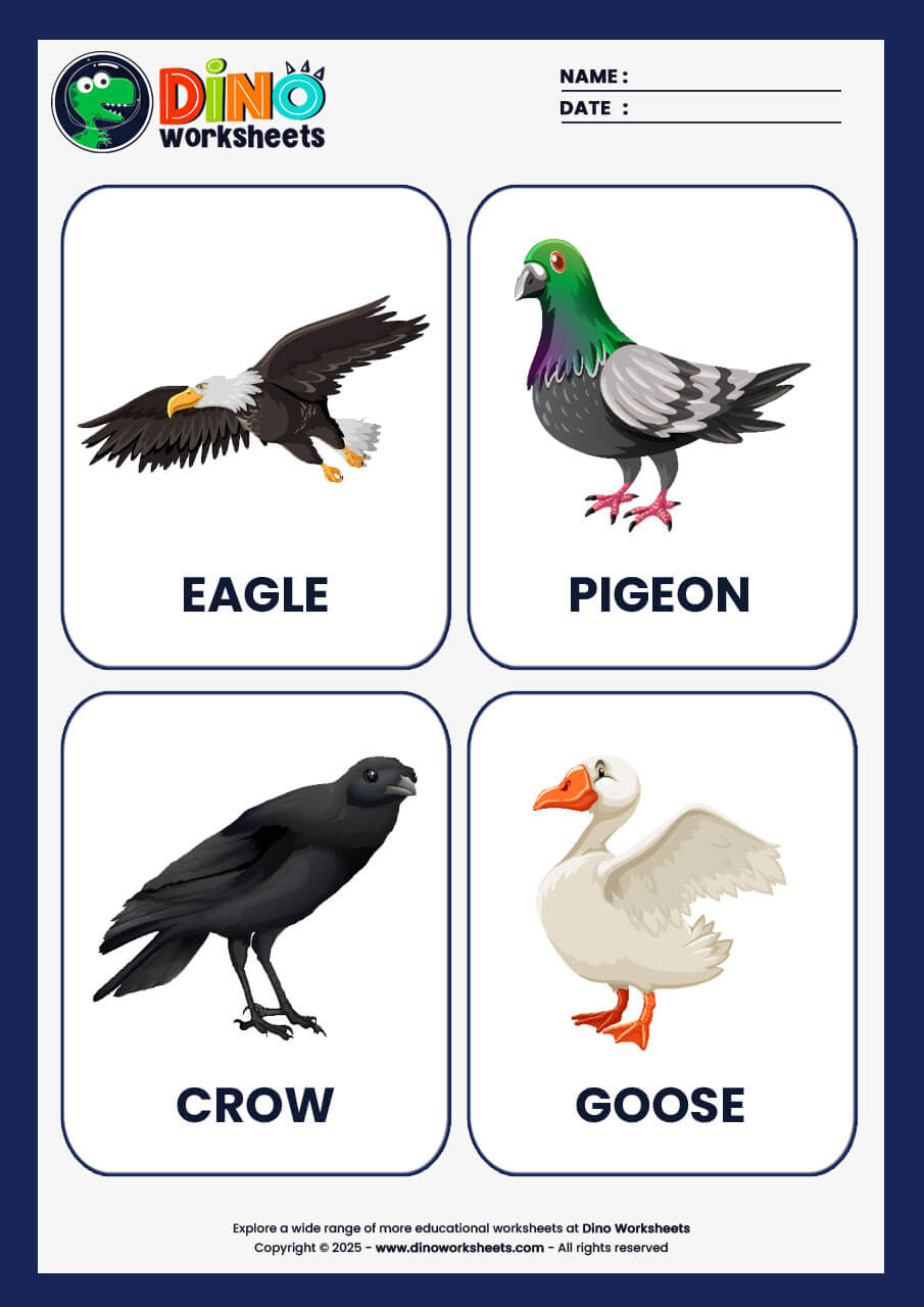 Birds Flashcards for Kids- Dino Worksheets