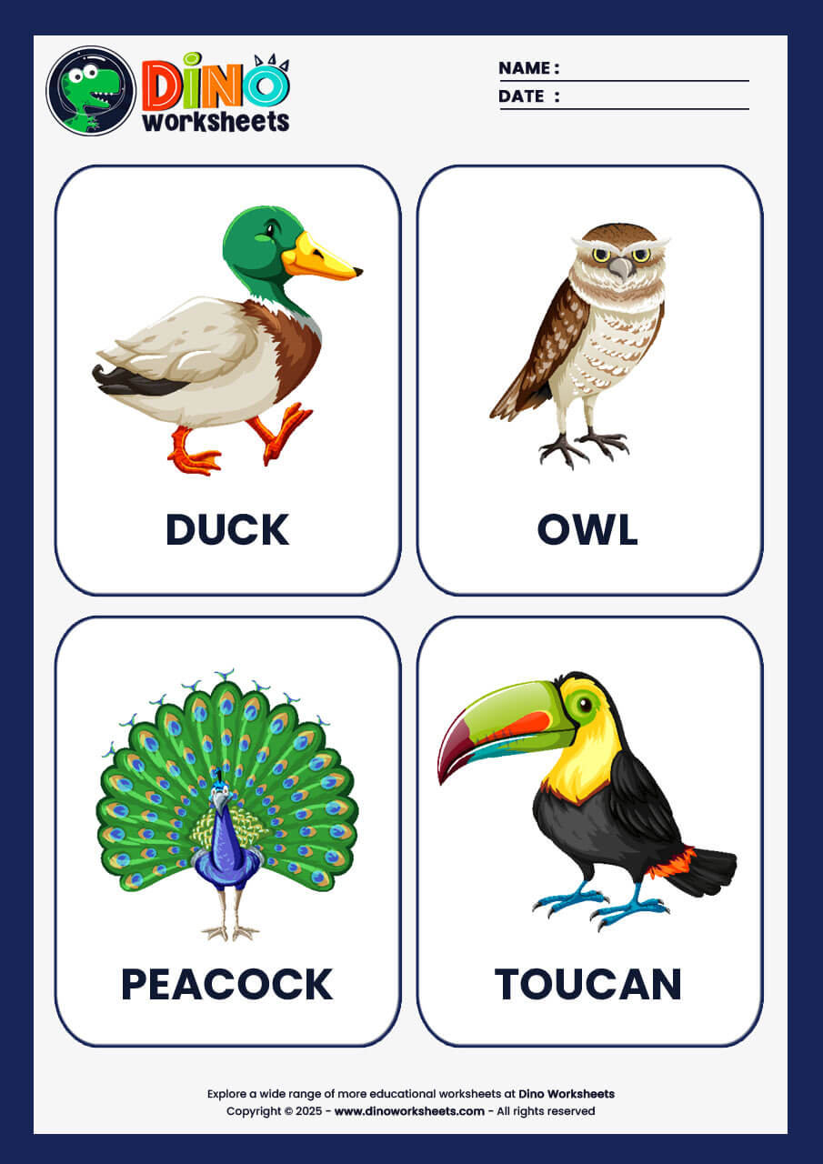 Birds Flashcards for Kids- Dino Worksheets