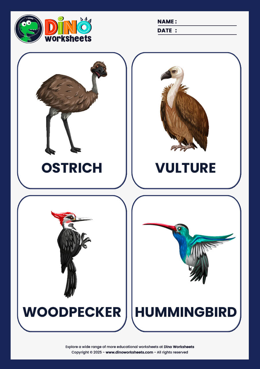 Birds Flashcards for Kids- Dino Worksheets
