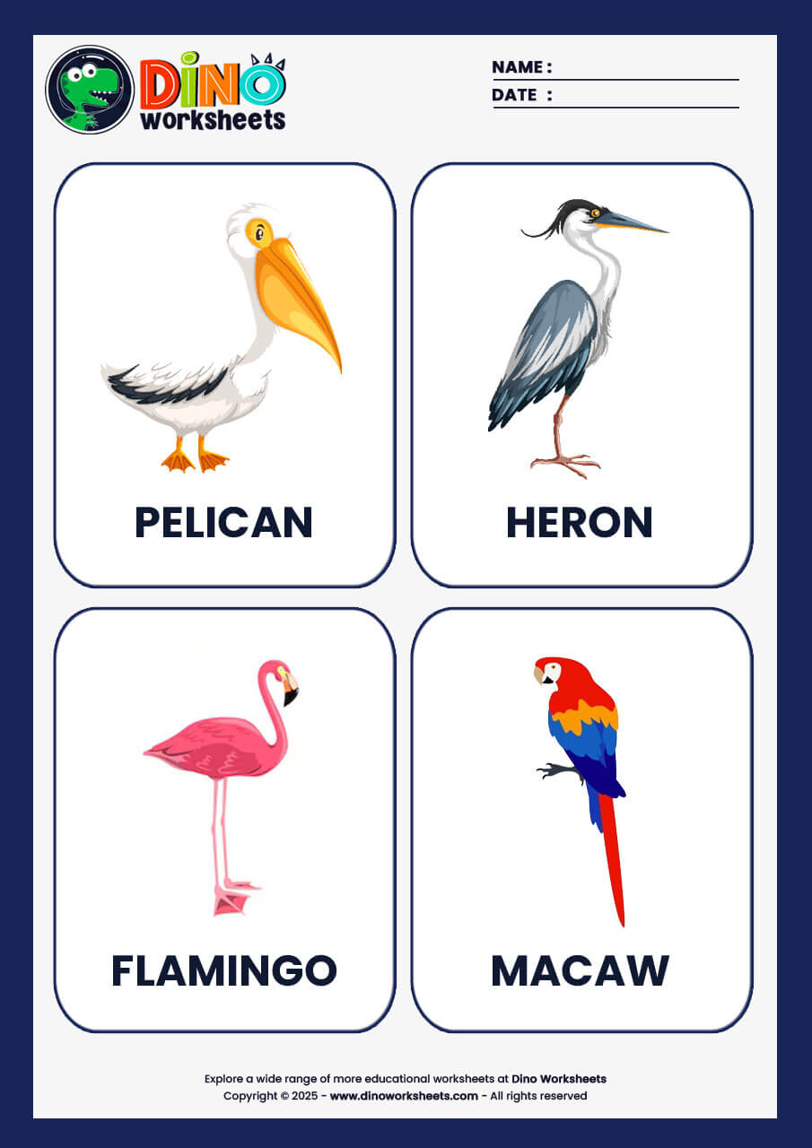 Birds Flashcards for Kids- Dino Worksheets