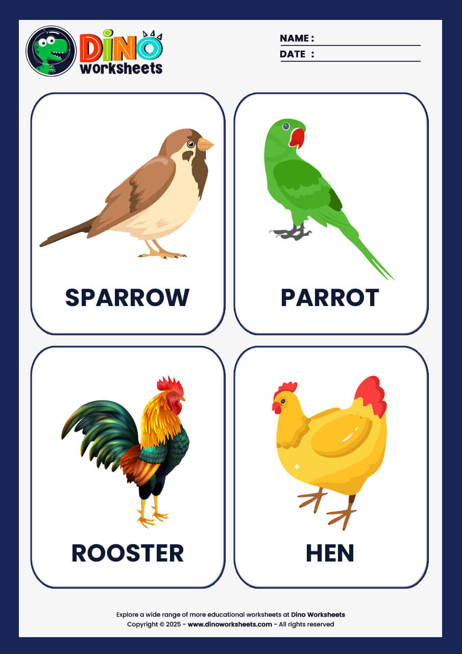 Birds Flashcards for Kids- Dino Worksheets