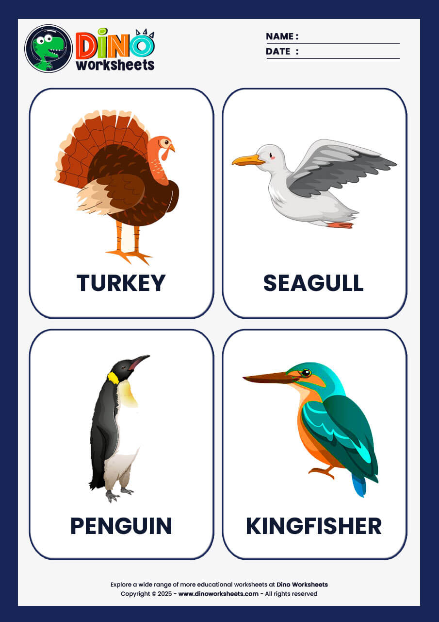 Birds Flashcards for Kids- Dino Worksheets