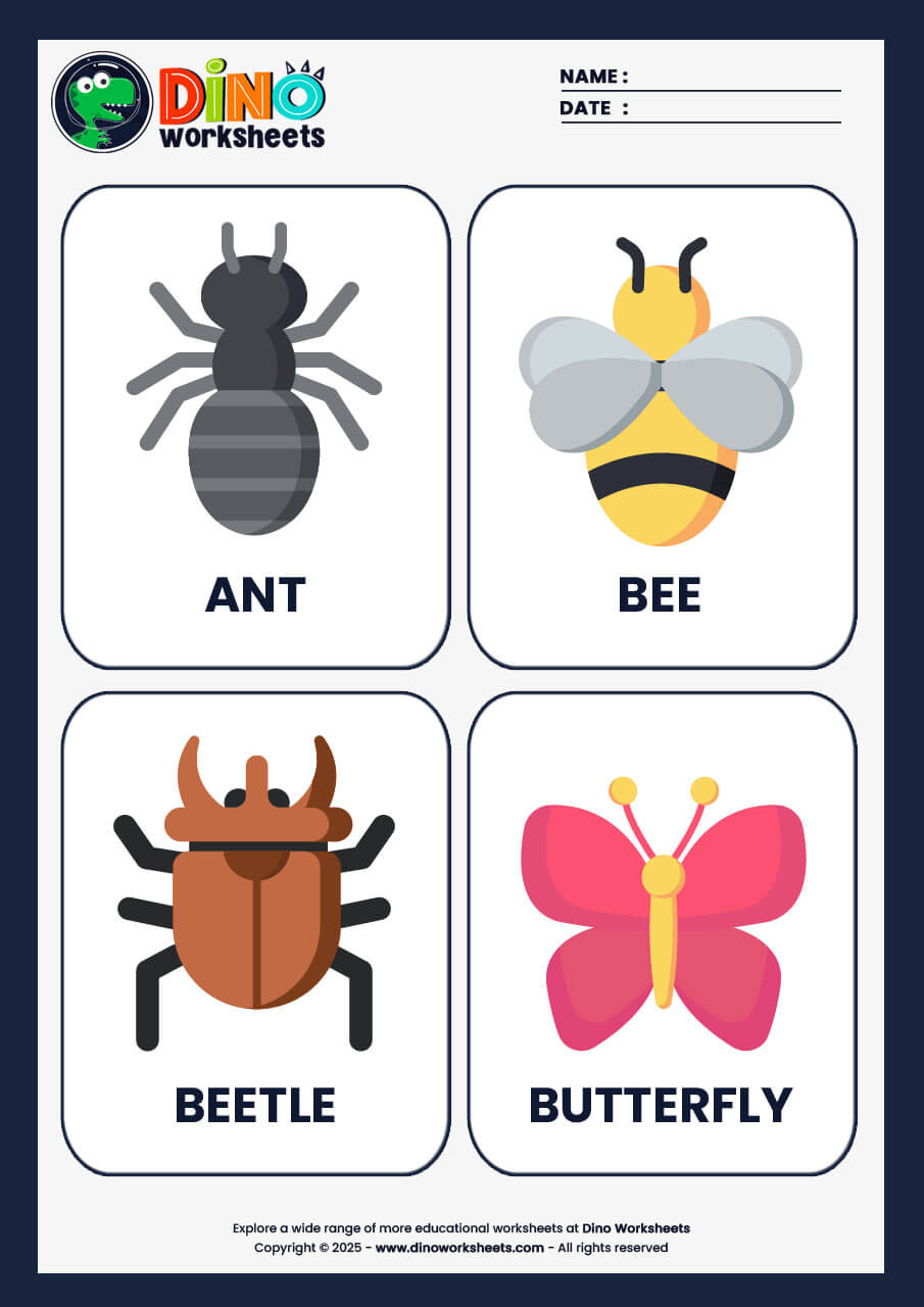 Insects Flashcards for Kids