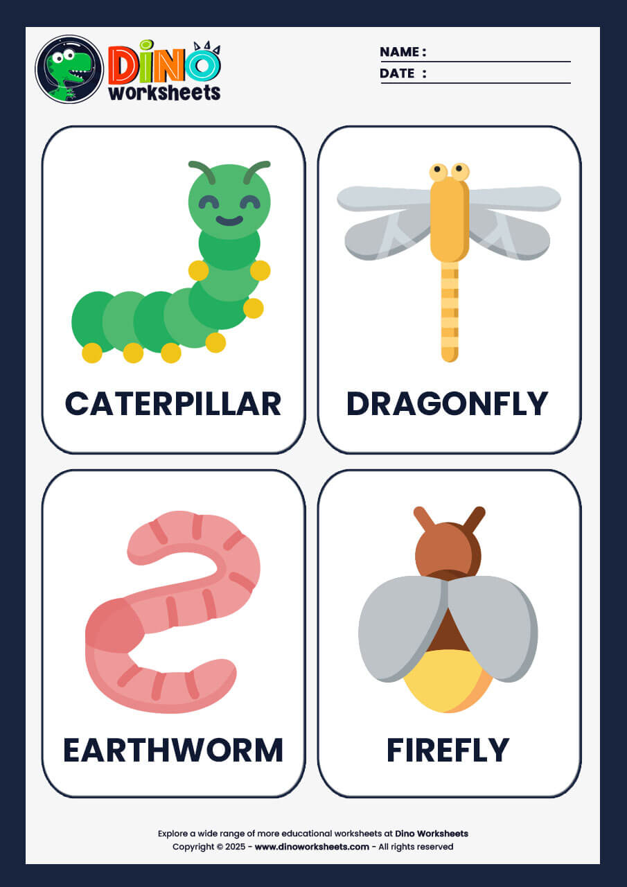 Insects Flashcards for Kids