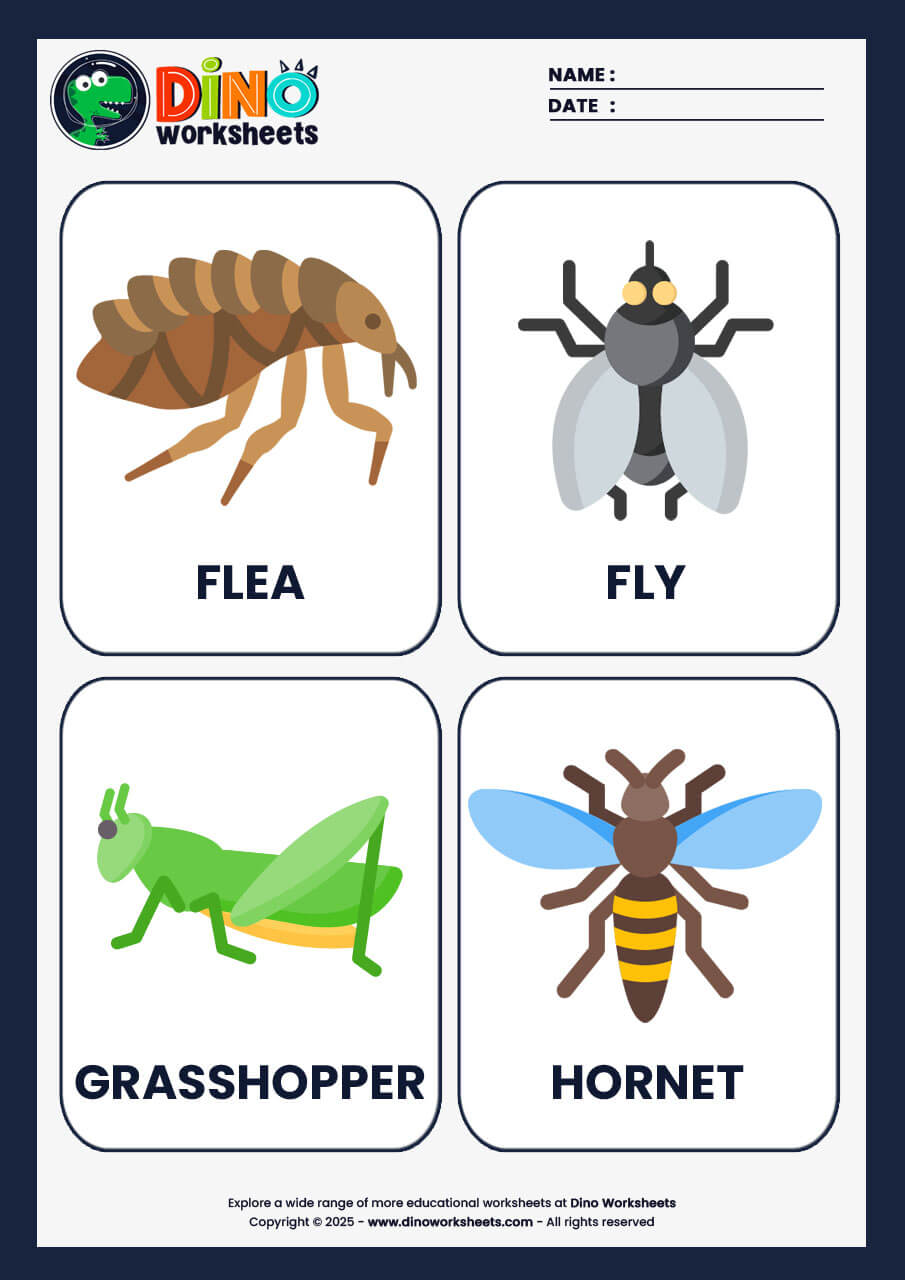 Insects Flashcards for Kids