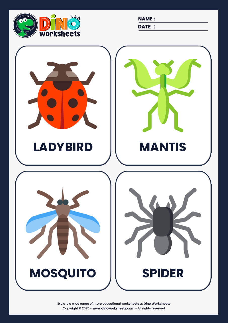 Insects Flashcards for Kids
